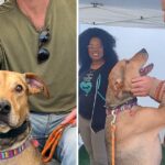 Puppy who had been waiting for a home for 500 days jumps with excitement when he meets his new owner