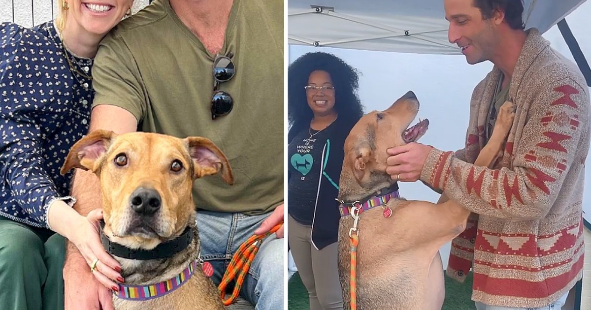 Puppy who had been waiting for a home for 500 days jumps with excitement when he meets his new owner