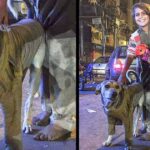 Homeless Boy Gives This Dog His Sweater To Keep Him Warm