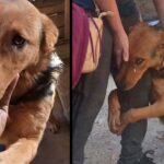 He begging stranger people who stop to pet him on the street “Please don’t leave me alone there”