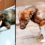 He Couldn’t Hold Back His Tears When He was Rescued After Lying Motionless on The Street for Days