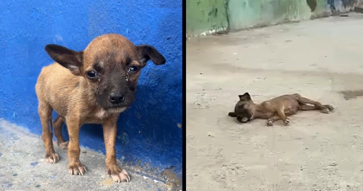 He Cried, Wished He Had a Full Meal So He Wouldn’t Be Exhausted After Days of Starvation