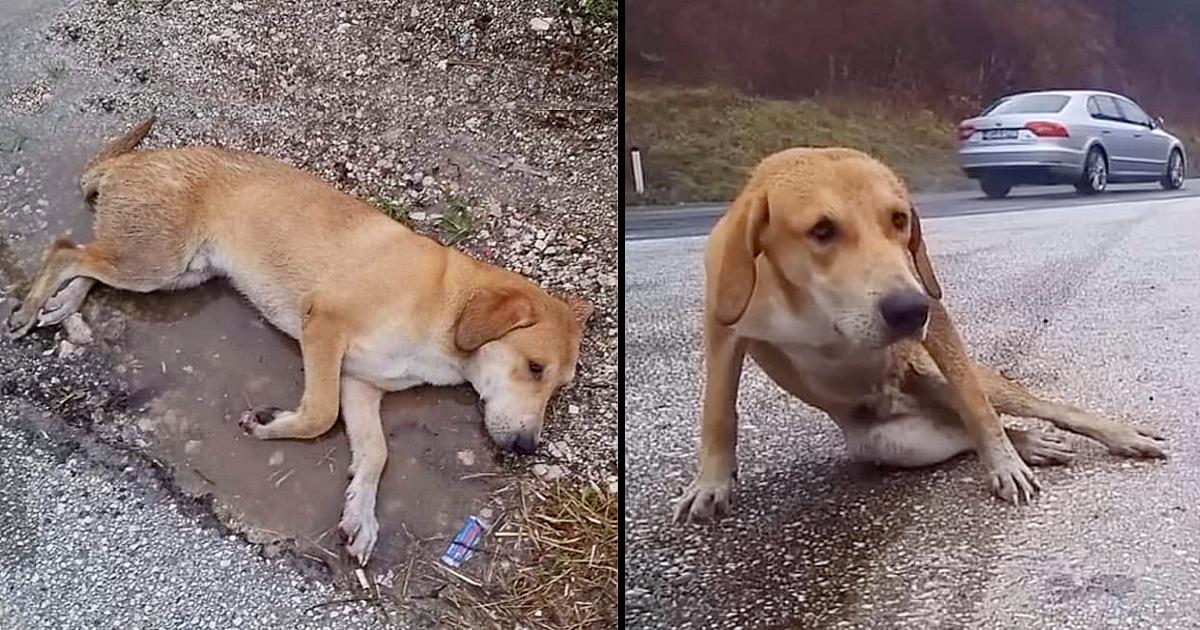 He laid motionless under raining beside the highway road desperate waiting for help