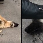 He puts his hand on the head of a run over dog that stopped fighting and whispers in his ear