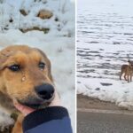 Left in the freezing snow in the state, the dog was hungry and trembling from the bone-chilling cold, desperately seeking help