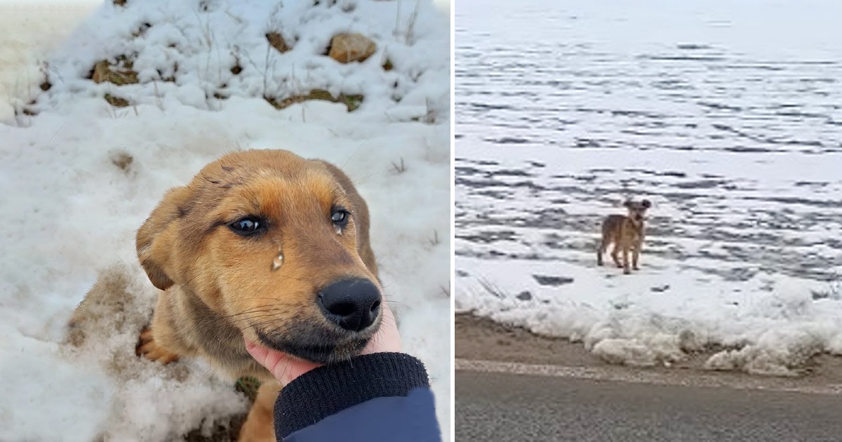 Left in the freezing snow in the state, the dog was hungry and trembling from the bone-chilling cold, desperately seeking help