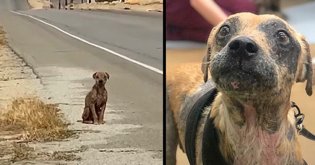 He Sat By The Road Missing His ‘Once-Shiny’ Coat And Needing Love