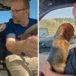 Lab Beagle Jumps Into Man’s Arms And Thanks Him For New Life