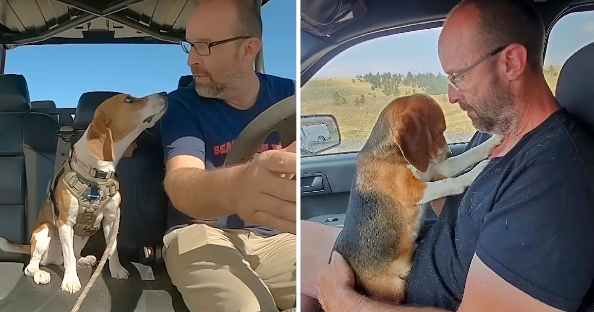 Lab Beagle Jumps Into Man’s Arms And Thanks Him For New Life