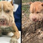 He Was Used As Bait Dog, Chained To Fence As Infection Seeped Via His Body