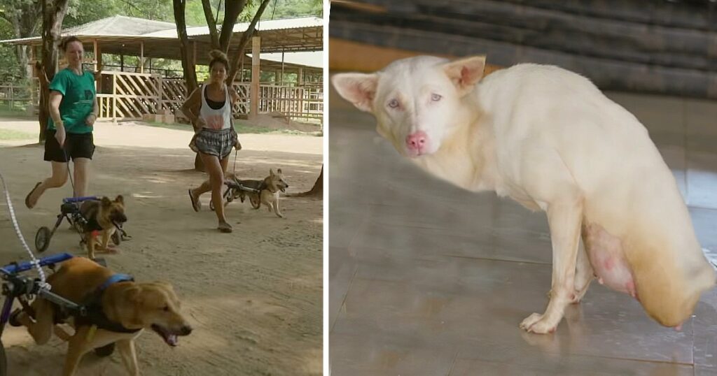 Stray Disabled Dogs Get A Chance To Run Again At Elephant Sanctuary