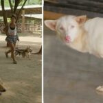 Stray Disabled Dogs Get A Chance To Run Again At Elephant Sanctuary