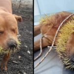 Heartbreaking scene of a pet dog screaming in pain because of hundreds of thorns growing on its mouth.