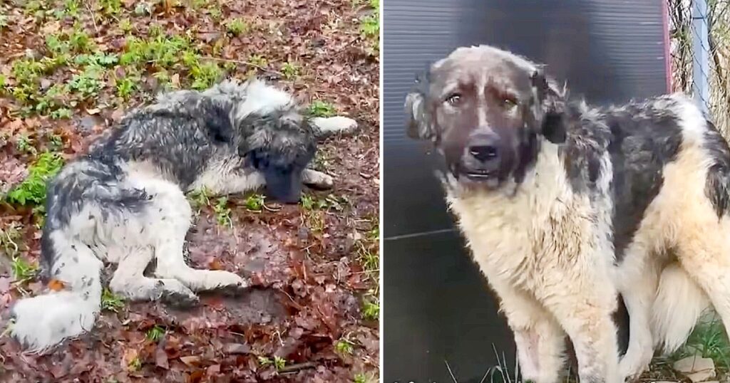 Heartbroken Dog Dumped in the Woods Had Given Up All Hope