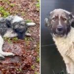 Heartbroken Dog Dumped in the Woods Had Given Up All Hope