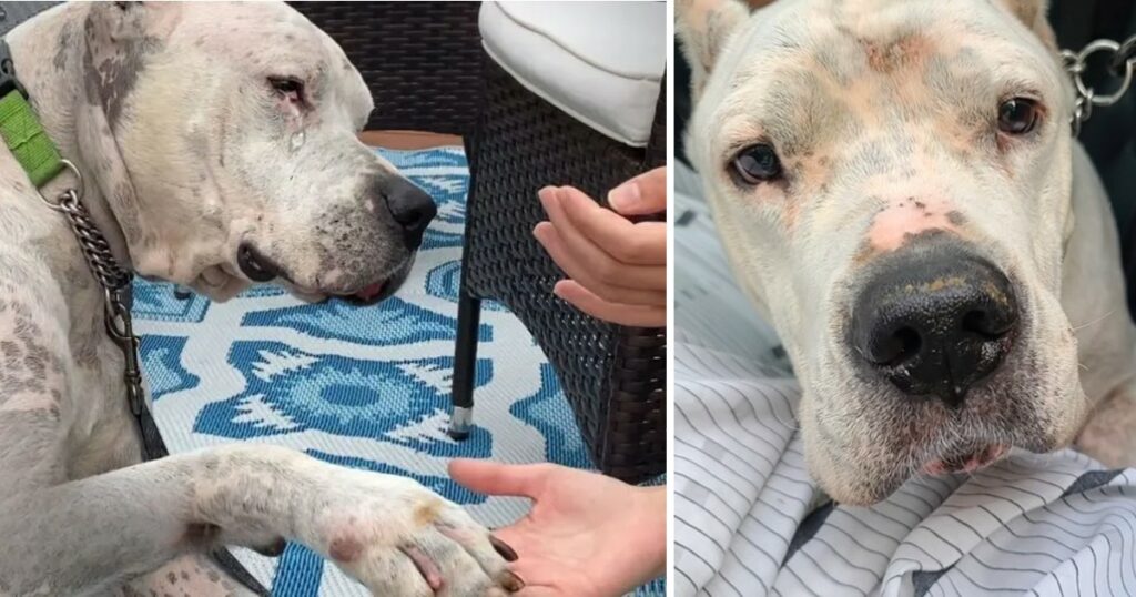 Heartbroken Dog Found Next To Deceased Owner Melts Into His New Momma’s Arms