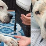 Heartbroken Dog Found Next To Deceased Owner Melts Into His New Momma’s Arms