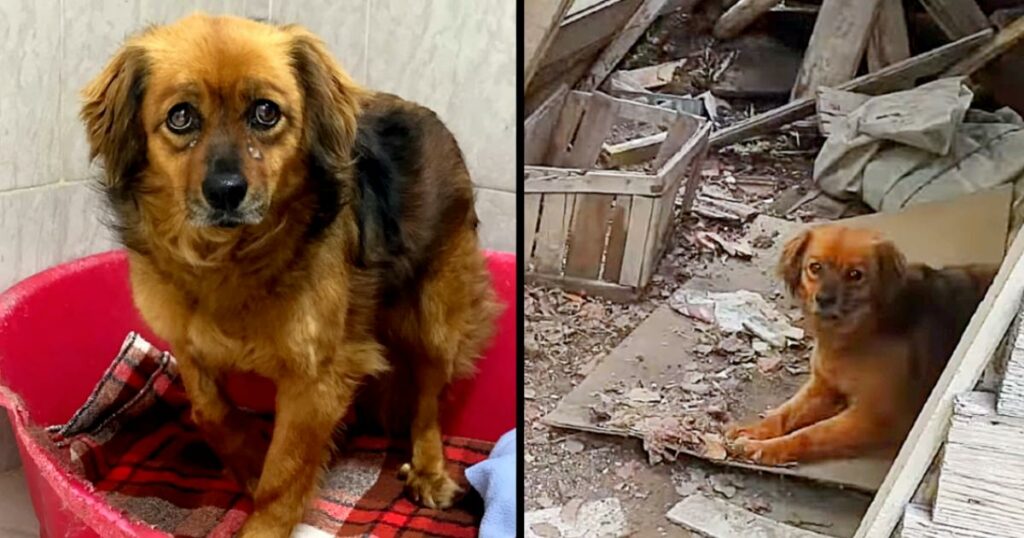 Heartbroken Dog Lives Alone In Empty House For Months After Owner Dies