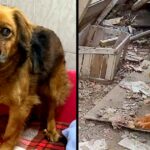 Heartbroken Dog Lives Alone In Empty House For Months After Owner Dies