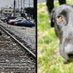 Heartbroken Dog Waits On Train Tracks For A Week For Owners To Come Back For Him