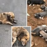 Heartbroken Mother Dog Dragged Her Dilapidated Body Along Street Begging For Help For Her Dying Little Children