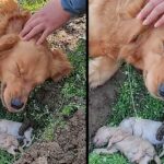 Heartbroken Mother Dog Refuses to Separate from Her Puppies Who Died in Labor and Digs Their Grave Again