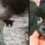 Heartbroken over Sad shivering puppy begging passersby to save his siblings in freezing weather