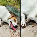 Helpless Pregnant Mom Dog, Exhausted Lying On The Road Waiting For Help