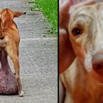 Helpless Stray Dog Found With Huge Tumor On The Ground For Long Time