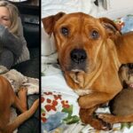 Hero Mother: The dog starved and froze for months without leaving her five puppies hungry