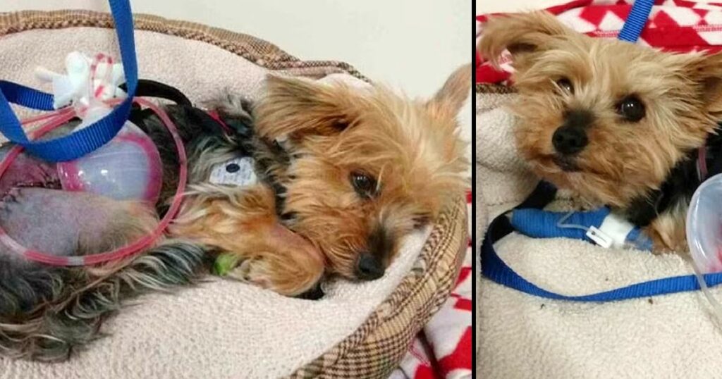 Hero Yorkie Pup Fends Off Attacking Coyote To Save Her Little 10-Year-Old Owner