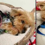 Hero Yorkie Pup Fends Off Attacking Coyote To Save Her Little 10-Year-Old Owner