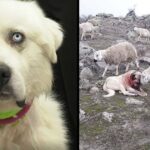 Heroic Herding Dog Fights Off 11 Coyotes To Save His Flock Of Sheep