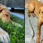 Heroic Labrador Retriever Fights Mountain Lion To Save Two Children And Protect The Family