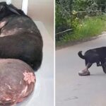 The Miserable Dog Was Abandoned, Dragging a Giant Tumor on the Way to Ask for Help but Was Chased Away, No One Helped