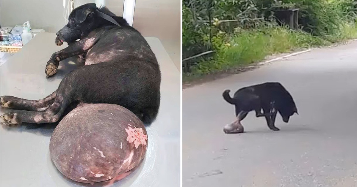 The Miserable Dog Was Abandoned, Dragging a Giant Tumor on the Way to Ask for Help but Was Chased Away, No One Helped