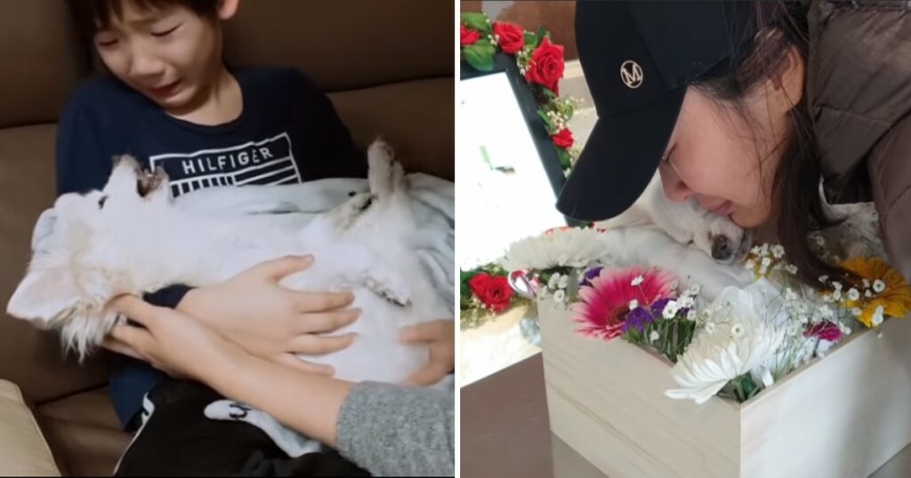 “We will reunite in the next life” – A 16-year-old dog spent its final hours with its family before taking its last breath