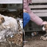 Hidden under a bench full of debris and full of mud, she finally feels a hand caressing her