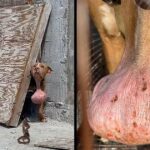 Hiding Behind A Construction Site With Massive Tumor On Neck