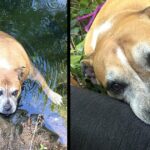 Hikers Find Drowning Paralyzed Dog, Carry Her Over 3-Miles To Safety