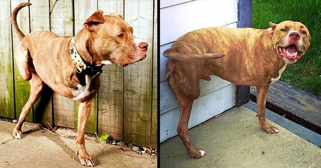 His Only Fault Is That He’s Being A Pitbull, Dog Gets Shot Ends Up Losing Both Right Limbs