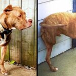 His Only Fault Is That He’s Being A Pitbull, Dog Gets Shot Ends Up Losing Both Right Limbs