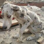 He was abandoned, hungry, and forced to eat rocks to survive, underscoring the dire circumstances faced by neglected animals.s