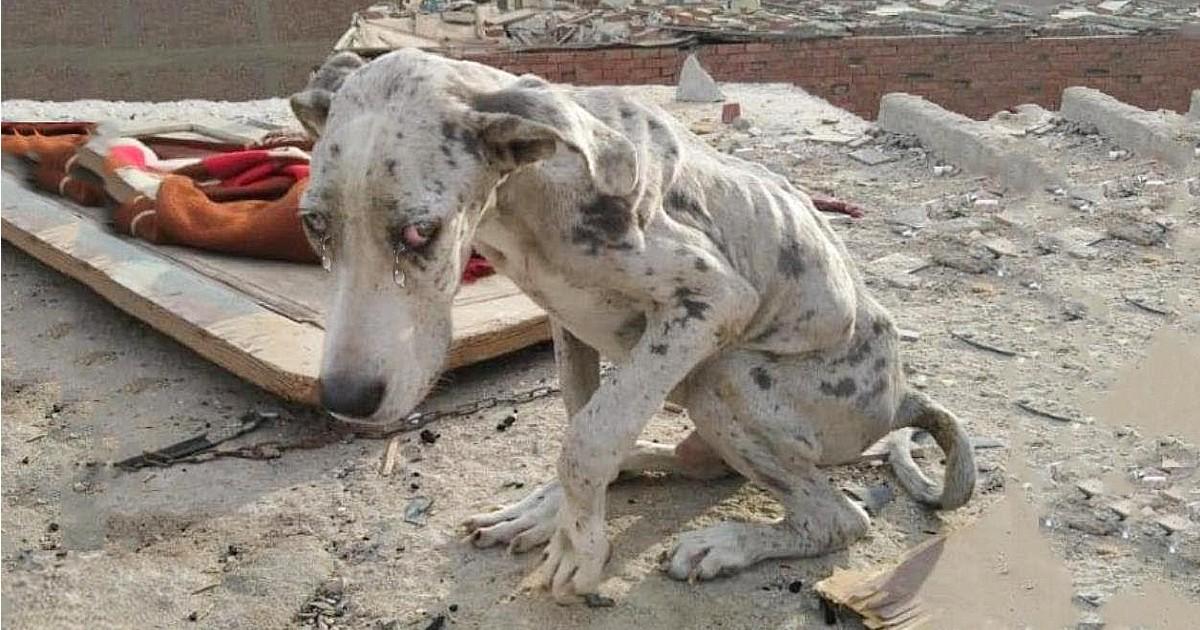 He was abandoned, hungry, and forced to eat rocks to survive, underscoring the dire circumstances faced by neglected animals.s