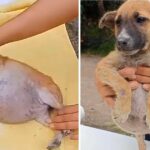 His Swollen Belly Got So Big, He Couldn’t Breath Then Got Abandoned At Night In Our Shelter…