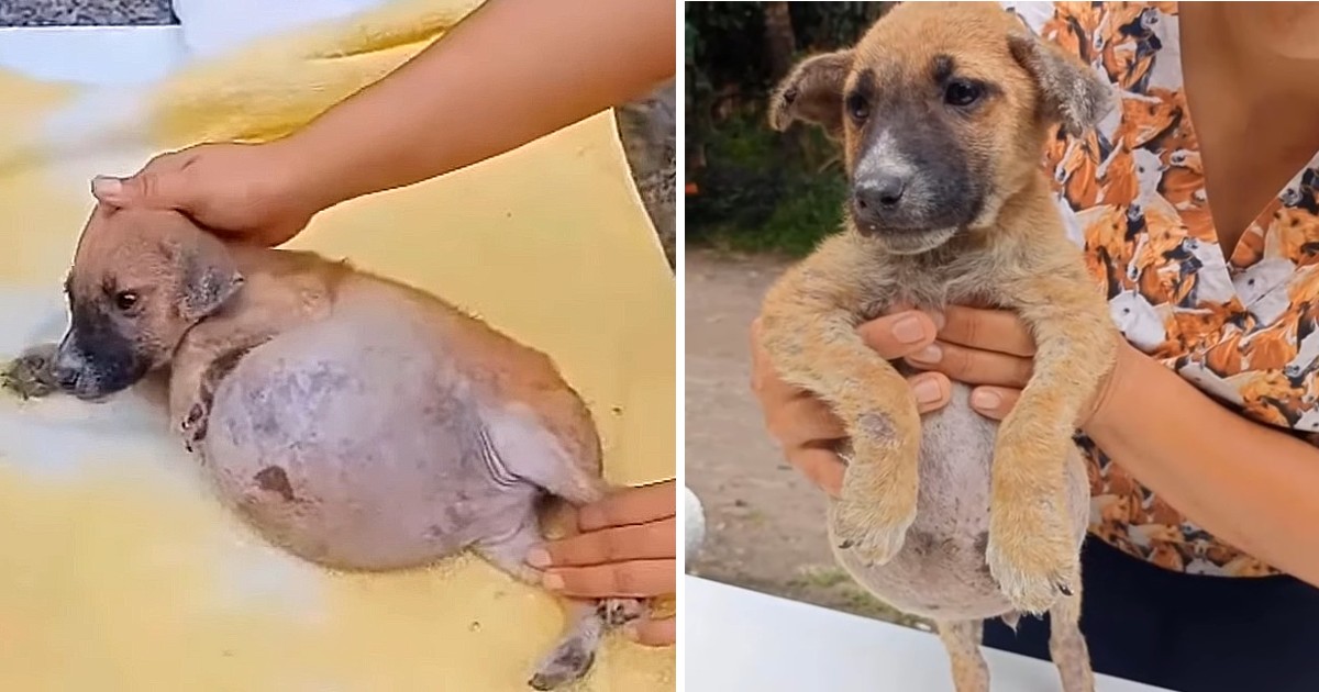 His Swollen Belly Got So Big, He Couldn’t Breath Then Got Abandoned At Night In Our Shelter…