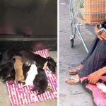 He Sold Everything He Could To Save His Dog And Seven Puppies, And The Story Went Viral.