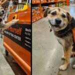 Home Depot has officially hired its cutest employee ever