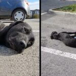 Homeless Dog & Her Puppy Too Hopeless to Even Ask For Help