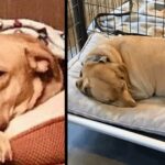 Homeless dog too sad to raise his head for dinner after 5 years at shelter